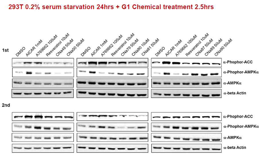 293T 세포주를 이용하여 AMPK활성 정도를 Western blot을 통해 확인함. 주로 #79, 80, 81, 87, 89, 90 화합물이 AMPK를 활성시키는 것(phopho-AMPKa)이 명확히 관찰됨.