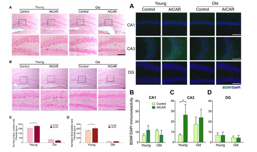 AICAR주사를 통한 AMPK활성시 관찰되는 BDNF활성 증가와 neurogenesis 증가현상은 어린 생쥐에서만 관찰됨으로써, AMPK 반응성 저하에 의한 에너지대사 저하가 인지노화의 원인으로 시사되었음