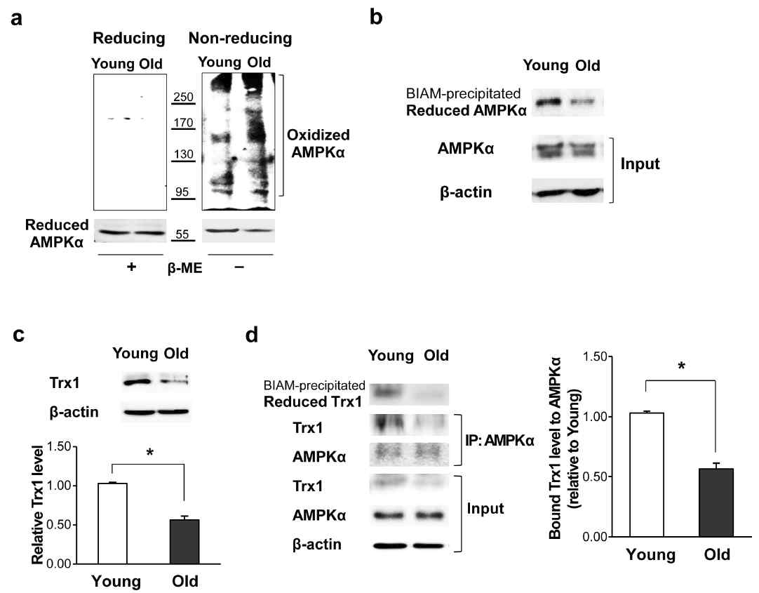 Oxidative aggregation of AMPK and reduced Trx1 levels in the aged hippocampus.