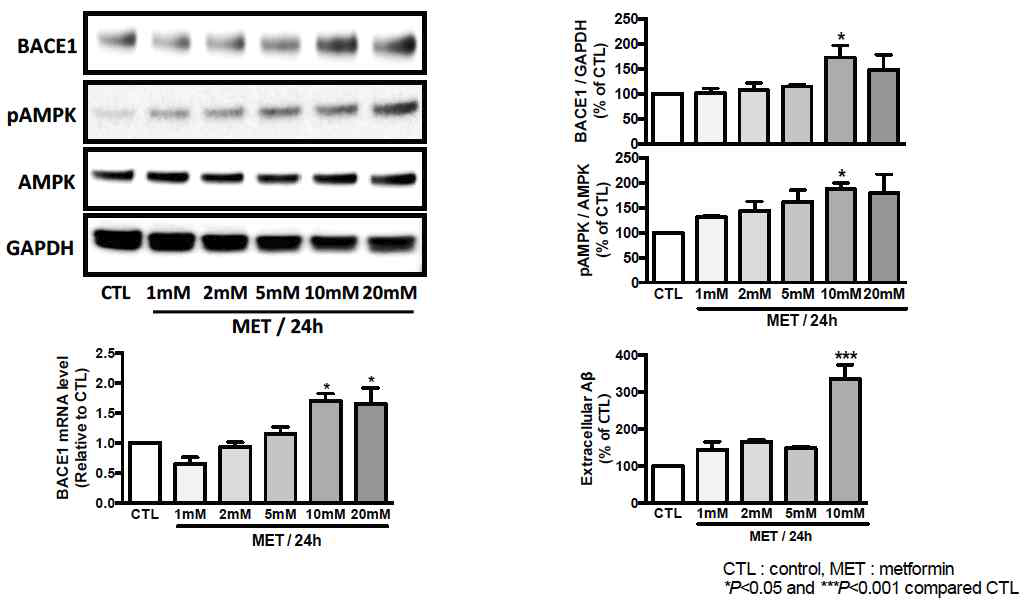 AMPK를 meformin으로 활성화시킬 때 신경세포에서는 Abeta가 증가하고 BACE의 발현이 증가된다는 기존의 연구결과를 재확인함. 이는 본 과제에 있어 또 다른 난점으로 인식되어 심화연구를 진행함.