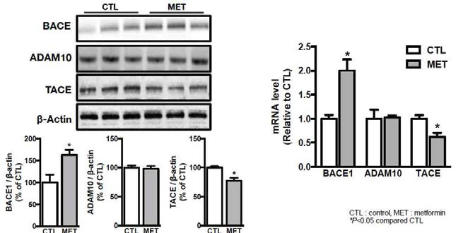 Metformin의 치매병리 악화기전을 심화연구하기 위해, meformin을 경구투여한 db/db 당뇨쥐의 해마조직에서 다른 종류의 secretase의 발현을 함께 조사하였고, non-amyloidogenic pathway를 증가시키는 alpha-secretase인 TACE 발현이 억제되는 것을 관찰됨.