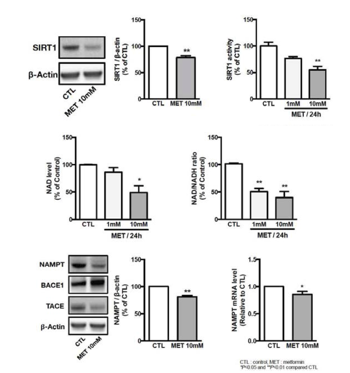 Meformin이 말초조직과 달리 신경세포에서는 SIRT1 활성을 억제한다는 사실을 발견함. 이에 따라 SIRT1 activator인 NAD, 그리고 NAD를 합성하는 Nampt의 발현을 함께 조사하였고 결과적으로 metformin은 이러한 경로를 억제한다는 사실을 규명함