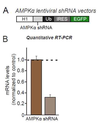 AMPKα knockdown vector 확인
