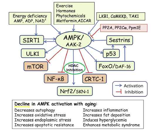 AMPK 활성변화에 관여하는 다양한 생체분자들