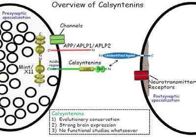 Overview of Calsyntenins