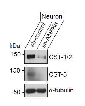 AMPKalpha 단백질을 신경배양세포에서 낙다운할 경우 calsyntenin 단백질의 발현수준이 현저하게 감소함