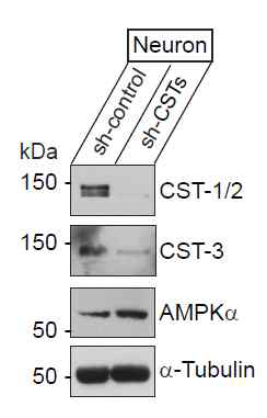 calsyntenin 단백질을 낙다운할 경우 AMPKalpha 단백질의 발현수준은 변화가 없음