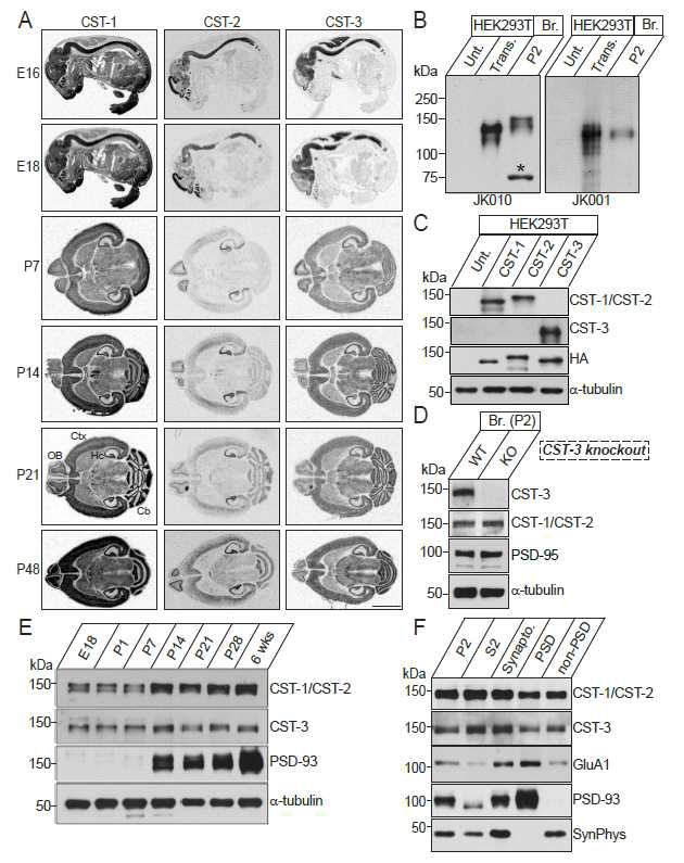 calsyntenin mRNA 및 단백질의 뇌에서의 발현 양상 분석