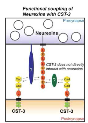 neurexin 단백질은 calsyntenin-3 (CST-3) 단백질의 시냅스 생성유도에 필요하나 직접 결합하지 않음. 이는 이들 단백질들을 물리적으로 매개하는 중간자 단백질이 존재함을 시사함.