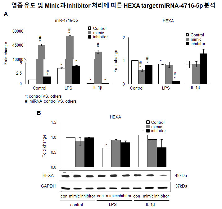 염증유도 및 mimic과 inhibitor 처리에 따른 마이크로RNA-4716-5p와 HEXA 발현분석