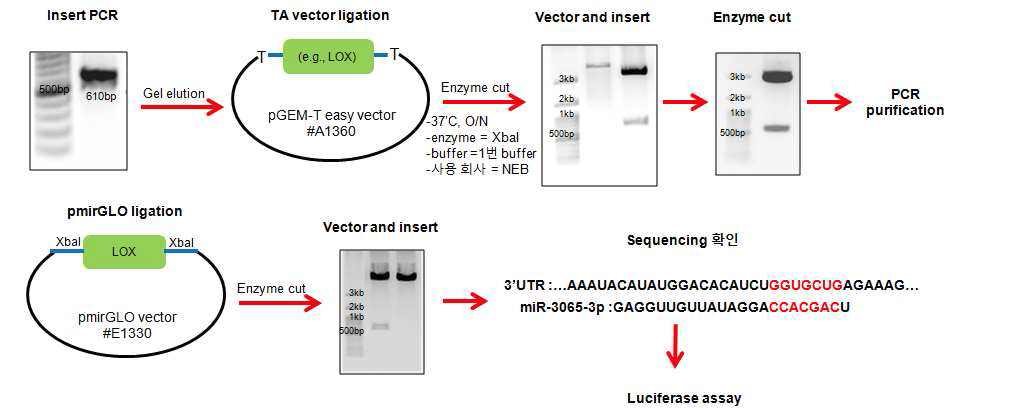 마이크로RNA와 타겟 유전자들간의 상호관계 분석을 위한 luciferase assay