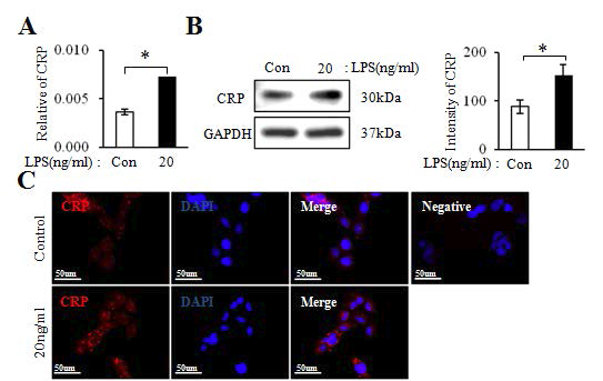 LPS 유도에 따른 영양막세포에서의 CRP mRNA (A), 단백질 (B), 그리고 발현 위치 분석 (C)
