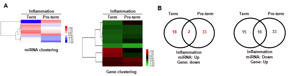 염증에 의한 마이크로RNA와 타겟 유전자의 발현 비교