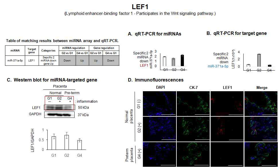 마이크로RNA-371-5p에 의해 조절되는 LEF1 발현 분석