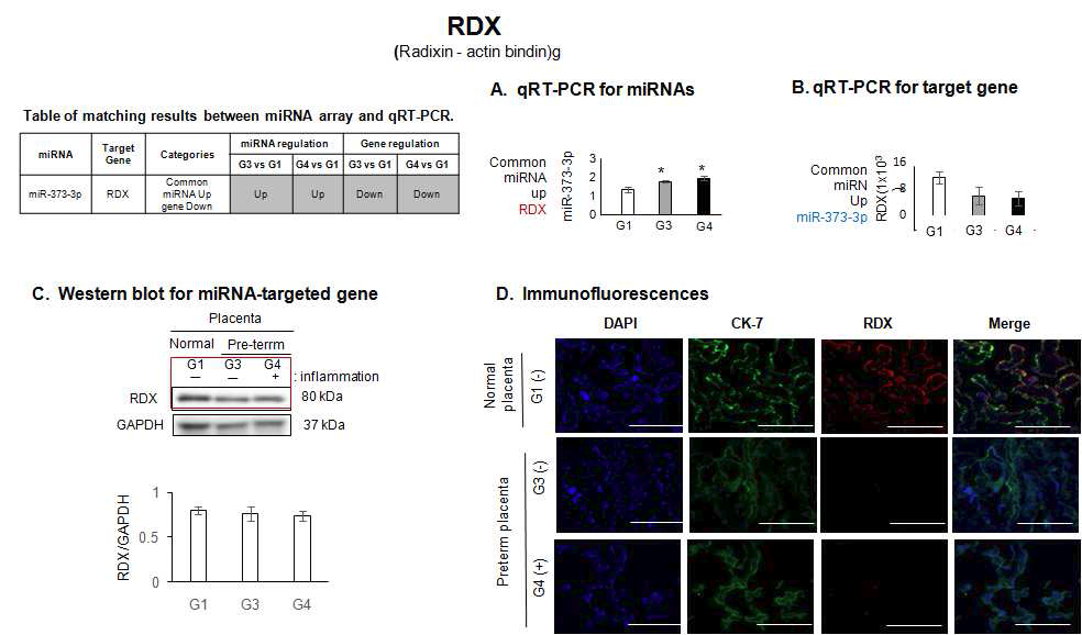 마이크로RNA-373-3p에 의해 조절되는 RDX 발현 분석