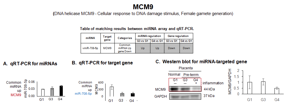 마이크로RNA-708-5p에 의해 조절되는 MCM9 발현 분석