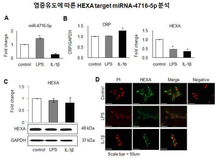 염증 유도 반응에 따란 마이크로RNA-4716-5p 와 HEXA 발현 분석