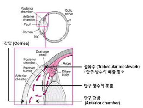 안구 전방 내 안구 방수의 흐름