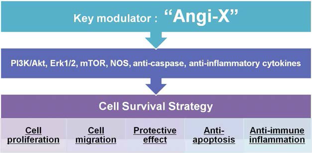 세포 생존의 핵심 조절 인자로서 Angi-X의 기전 모식도
