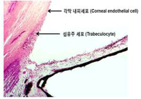 각막 내피세포와 인접한 섬유주 세포