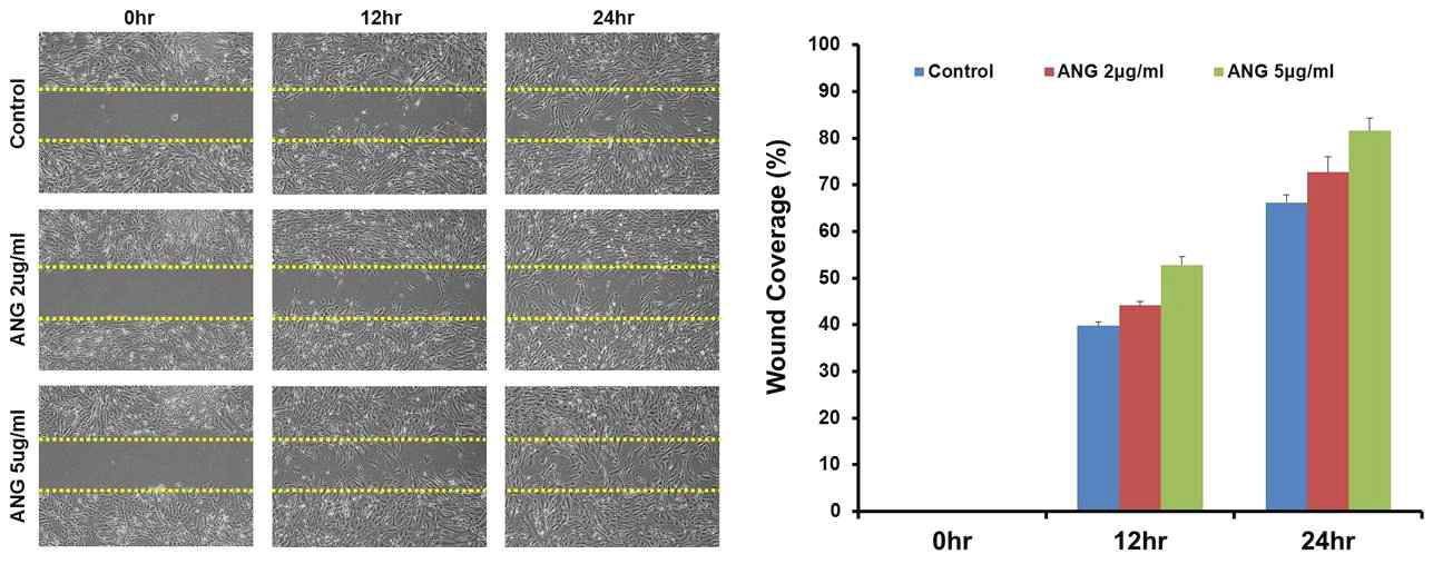 Angiogenin 미처리군(Control)에 비해 angiogenin 처리군에서 배양 사람 각막내피세포의 창상부 회복이 12시간 및 24시간 째에 뚜렷하며, MTT assay와 마찬가지로 ANG 5ug/ml농도에서 그 효과가 우수하였음.