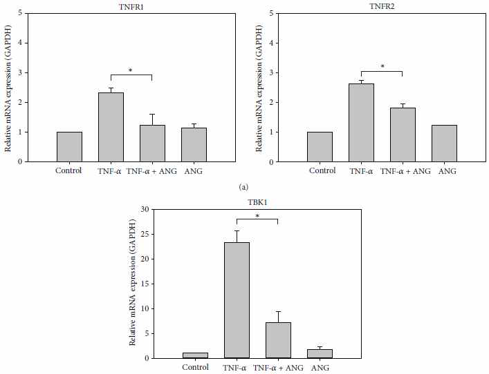 TNF-α로 유도한 염증성 각막섬유모세포에서 angiogenin 처리 전후 TNF- α receptor 1, 2 및 TBK1의 mRNA 변화에 대한 Real-time PCR data