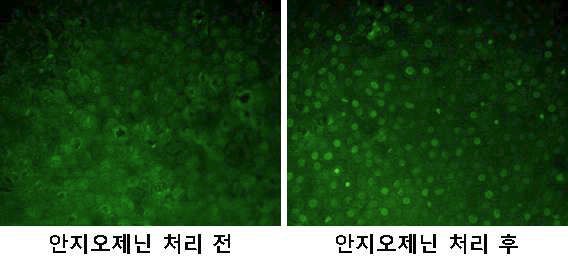 정상 사체 각막내피의 angiogenin 염색 시, angiogenin의 투여 전 (좌, green, ×200)에 비해 투여 후 angiogenin의 핵 내 염색 소견이 뚜렷 (우, green, ×200) 한 것이 확인됨