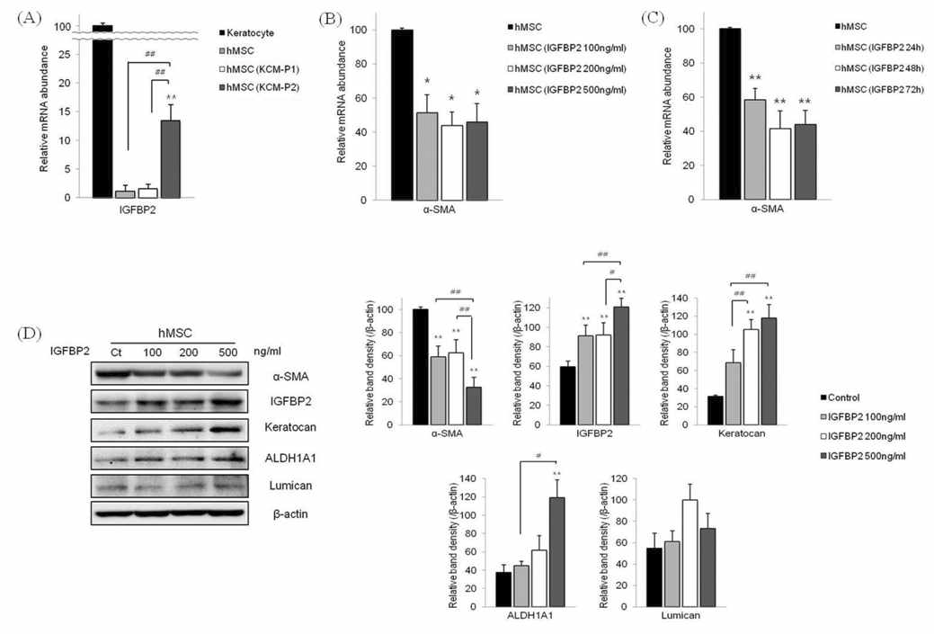 중배엽줄기세포에 IGFBP2 처리 시 각막실질세포 관련 인자 발현변화 양상