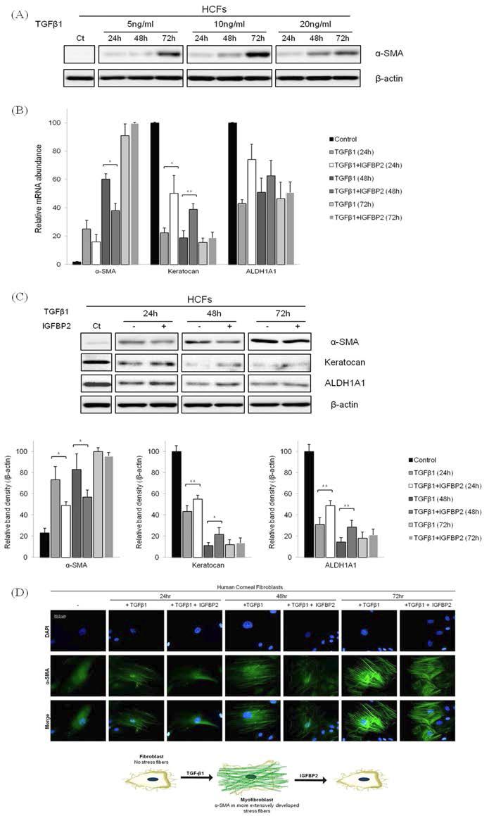 각막섬유모세포를 근섬유모세포로 분화 유도 후, IGFBP2를 처리하여 효과 확인