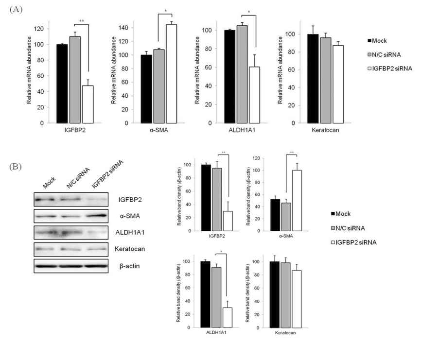 IGFBP2 siRNA 처리 후 관련인자 변화 양상