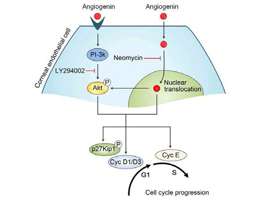 Angiogenin 작용기전 모식도