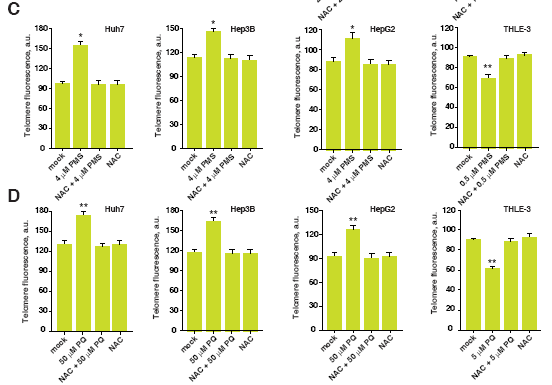 ROS inducer를 H2O2 외에 PMS나 paraquat을 이용하였을 때에도 HCC cell에서 telomere lengthening 관찰함.