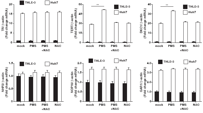 PMS 처리 후 telomerase component에 대한 RT-PCR 수행.