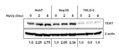 ROS 처리 후 TERT 단백질 발현량을 day 별로 측정함.