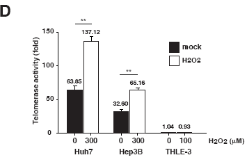 ROS 처리 후 telomerase activity 측정함.