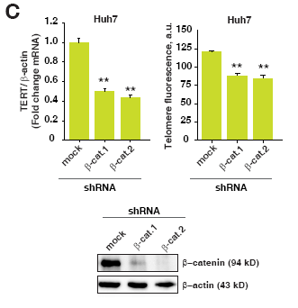 β-catenin의 knock-down후 TERT transcript양과 telomere length가 감소함을 확인함.