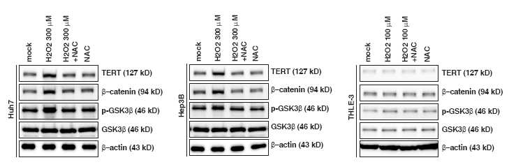 ROS 처리 후 PI3K-Akt signal activation에 의하여 TERT가 증가함을 확인함.