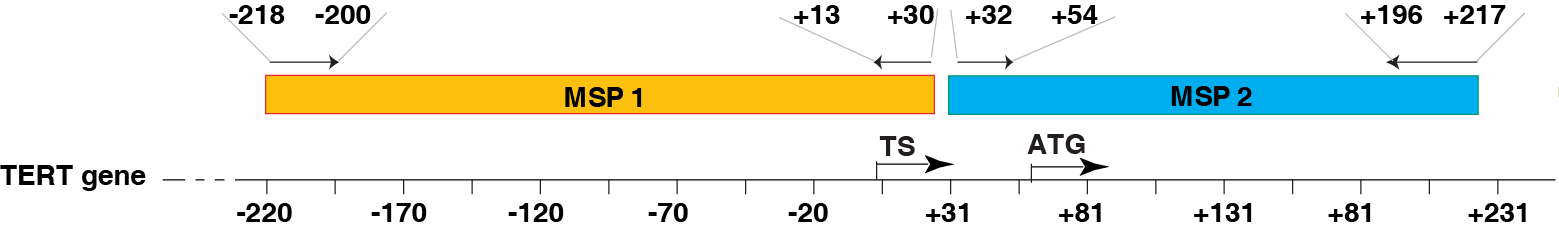 MS-PCR의 타겟 대상인 TERT 프로모터의 MSP1과 MSP2 위치 그림
