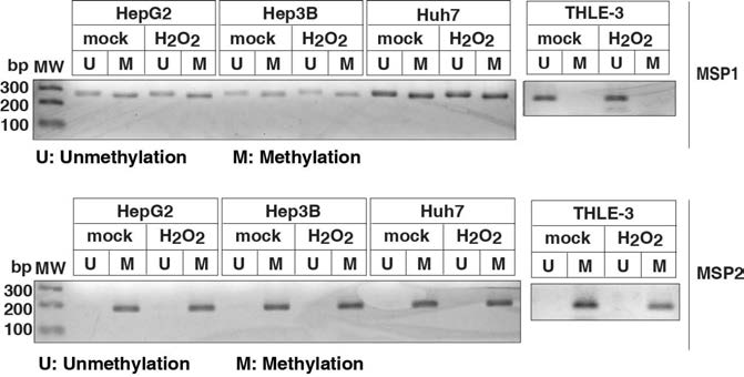 ROS 처리 전 후의 MSP1과 MSP2에서의 methylation 여부를 확인한 그림