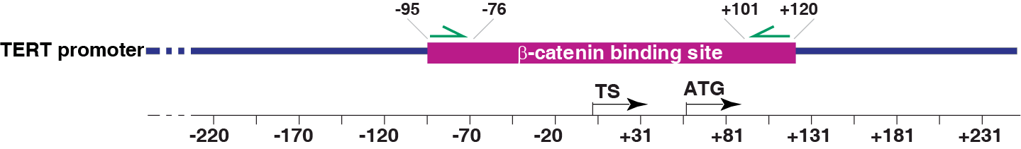 β-catenin targeting site를 타겟으로 MS-PCR 수행한 그림