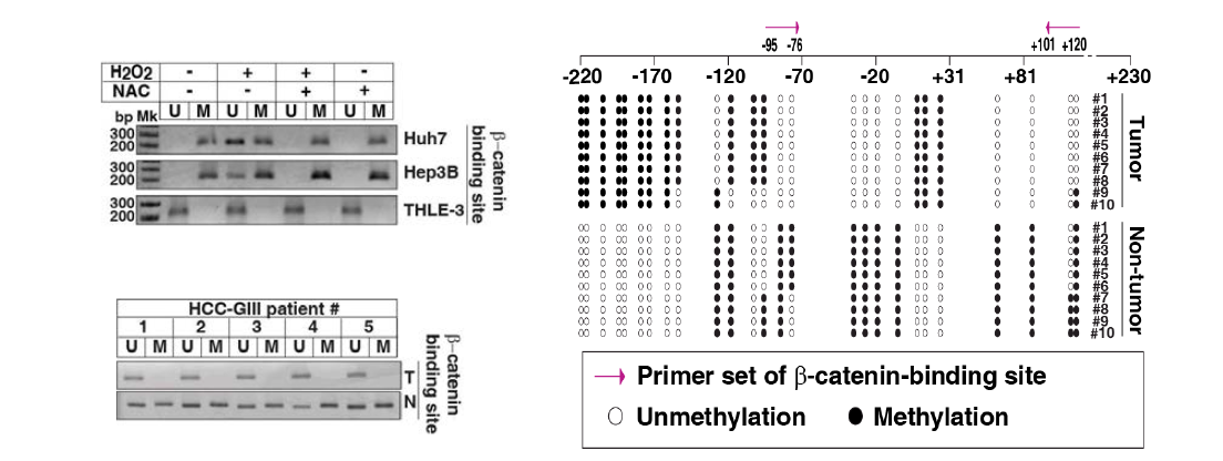 β-catenin targeting site을 타겟한 MS-PCR 그림 (왼쪽) 및 BS-seq. 그림 (오른쪽)