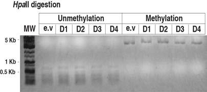 in vitro methylation을 검증한 그림