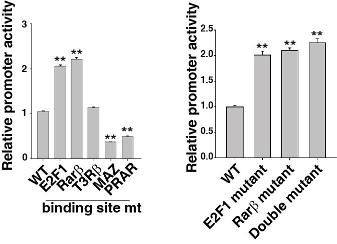 TERT 프로모터의 transcriptional repressor 동정