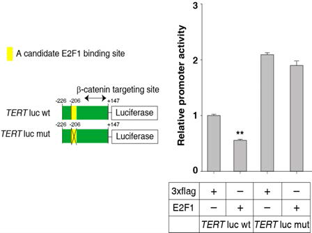 E2F1를 증가시킨 세포에서 TERT 프로모터 활성도를 측정한 그림