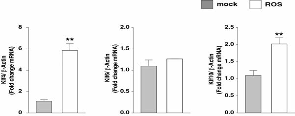 ROS처리 전후의 klf paralog의 mRNA level 그래프