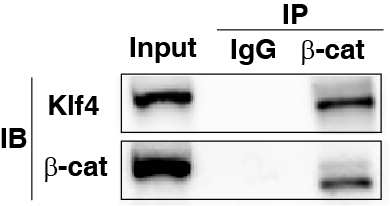 klf4과 β-catenin과의 co-immunoprecipitation 그림