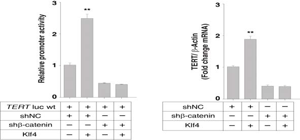 klf4 과발현과 β-catenin knockdown을 유도한 조건에서 프로모터 활성도 (왼쪽)와 TERT mRNA level (오른쪽) 측정