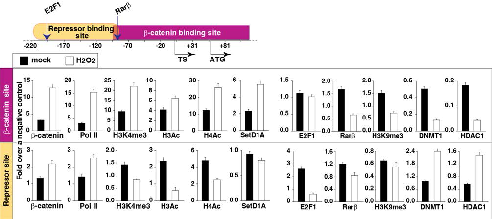 TERT transcriptional repressor targeting site와 activator targeting site에 대한 ChIP 수행