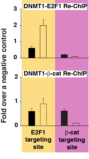 ROS 처리 전 후의 DNMT1 re-ChIP 결과