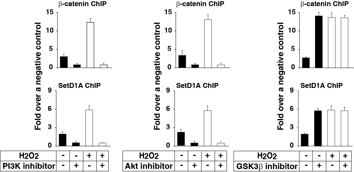 β-catenin을 조절하는 상위 신호전달계를 억제하거나 촉진시킨 경우 β-catenin와 SetD1A를 이용한 ChIP 결과